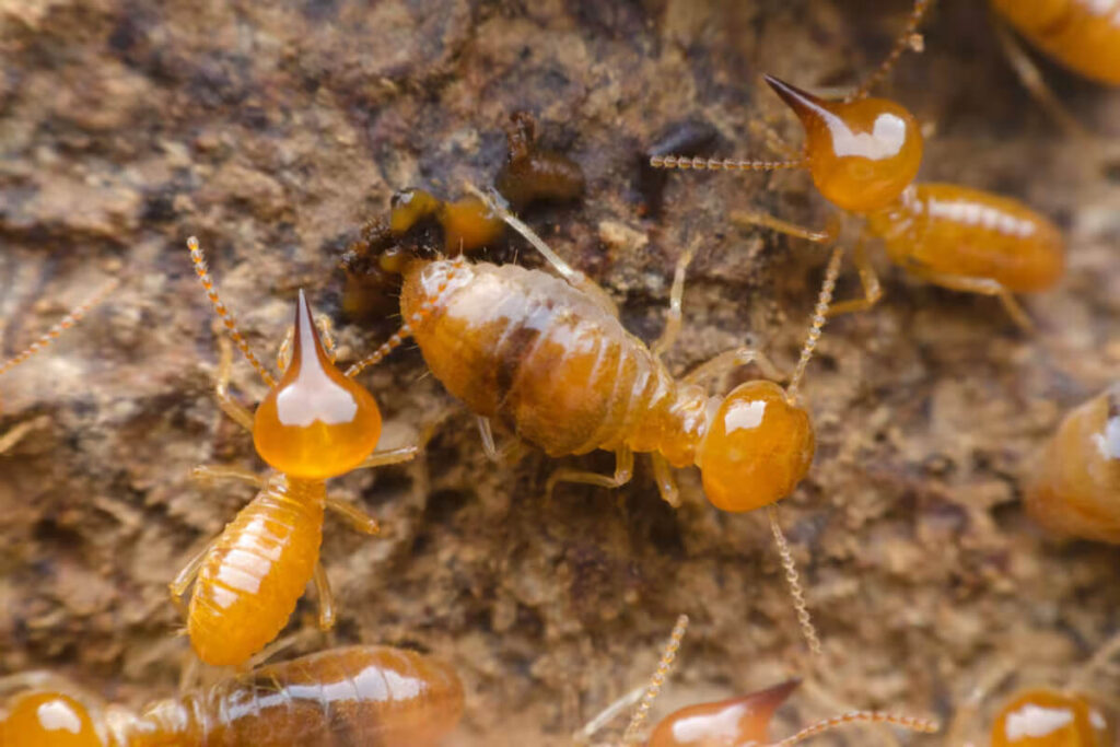 Best Termite Control Sydney