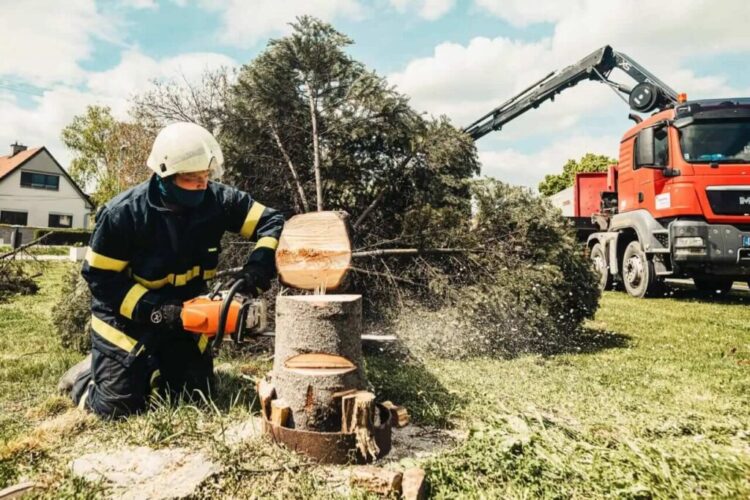 Tree Removal Sydney