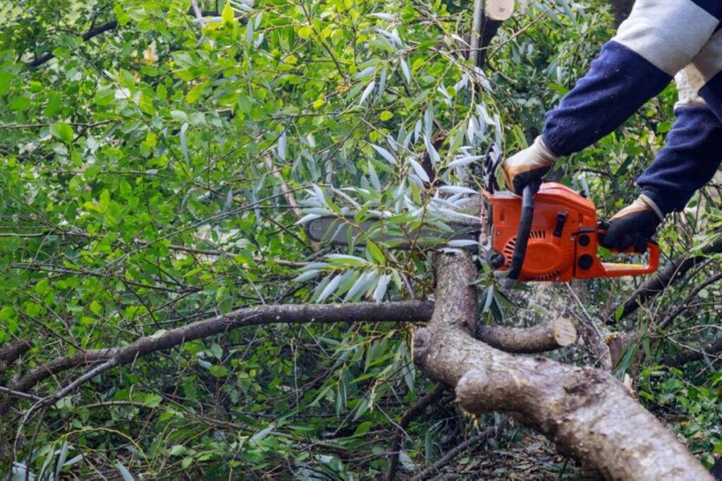 Tree Removal Sydney