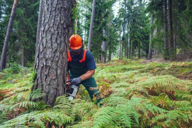 arborist sydney eastern suburbs